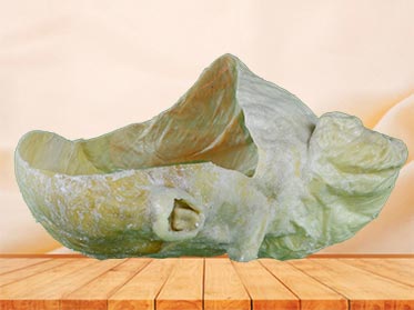 medical gastric mucosa of pig specimen