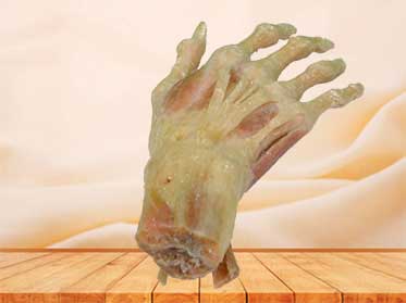 medical hand muscle specimen