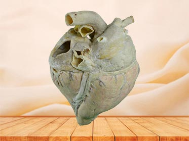 medical heart blood vessel of cow speciemn