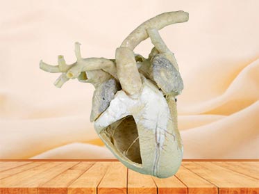 medical heart cavity of cow teaching specimen