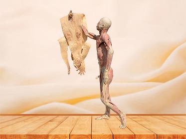 medical leadership teaching specimen