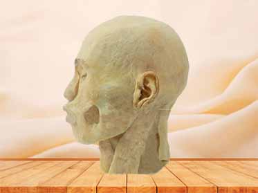 pharynx plastinated specimen