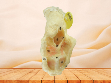 medical specimen