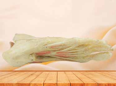 middle muscle of human foot specimen