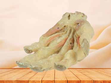 middle muscle of human hand