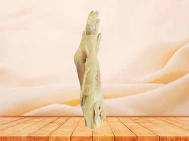 middle muscle of human hand specimen for sale