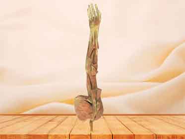 middle muscle of human upper limb plastinated specimen