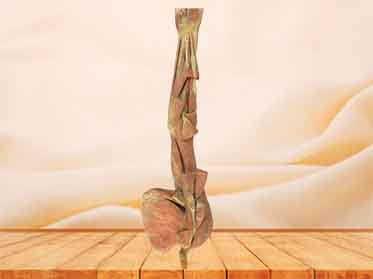 middle muscle of human upper limb  specimen