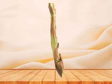 middle muscle of upper limb