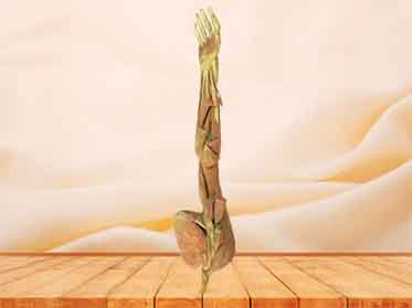 middle muscle of human upper limb