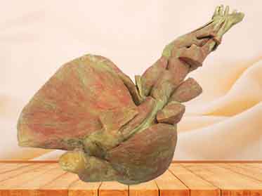 middle muscle of upper limb  specimen