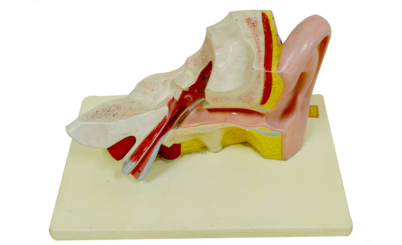 model-of-ear-dissection-for-medical-teaching-application