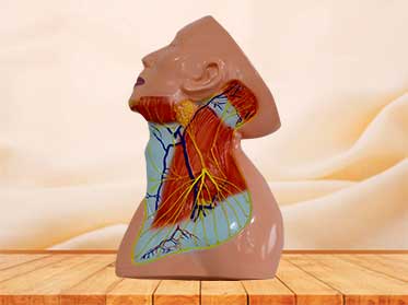 muscles blood anatomy model