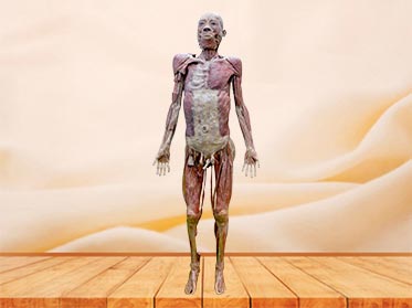 muscles of whole body plastinated specimen