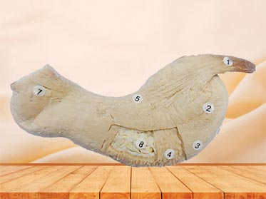 muscular layer of stomach plastinated specimen