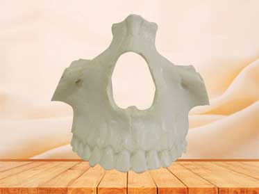 nasal bone model
