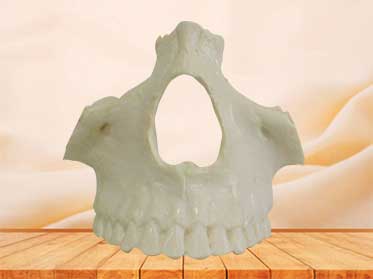 nasal model