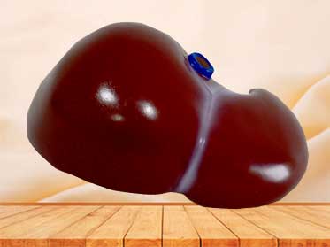 natural size human liver model