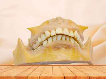 permanent teeth specimen