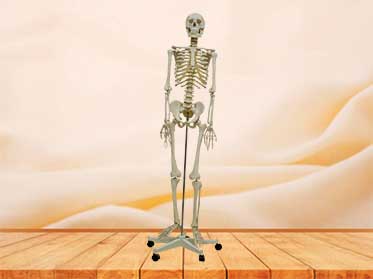 plastic skeleton model