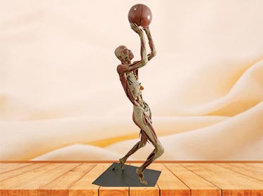 playing basketball plastinated specimen