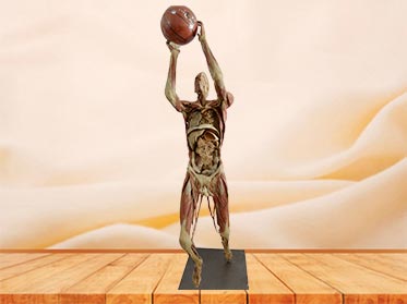 playing basketball plastination
