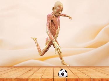 Playing football plastinated specimen