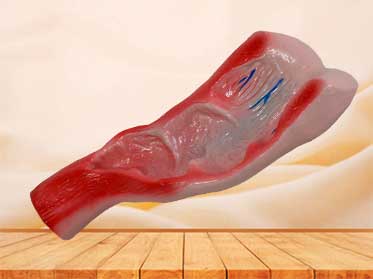 rectum cavity anatomy model