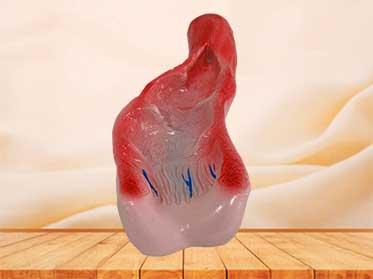 rectum cavity medical anatomy model