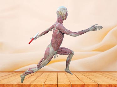 Relay runner plastinated specimen