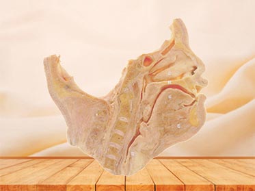 saggital section of head and neck plastinated specimen
