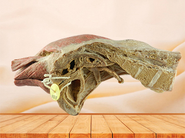 sagittal section of female pelvis with uterus vessels medical specimen