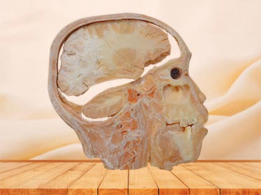 sagittal section of head plastinated specimen