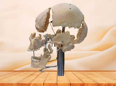 separated human skull plastinated specimen with teeth