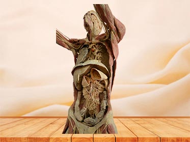 shooting plastinated specimen