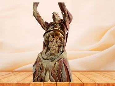 shooting plastination