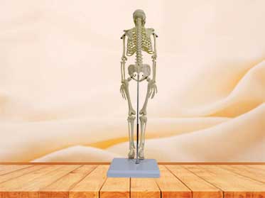 skeleton model