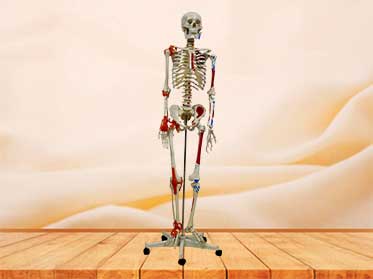 skeleton model with muscles and joint ligaments