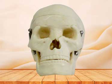 skull model