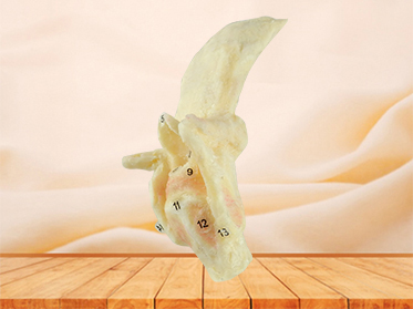 specimen for sale