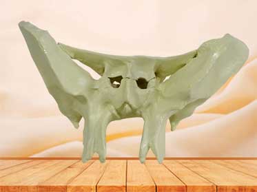 sphenoid bone model