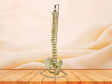 spinal column model with pelvis