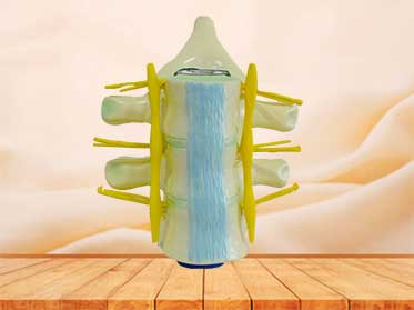 spinal cord medical model