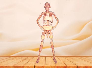Standing plastinated specimen