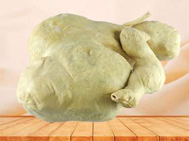stomach of sheep plastinated specimen