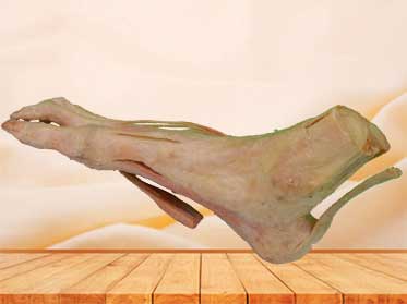 superficial muscle of foot