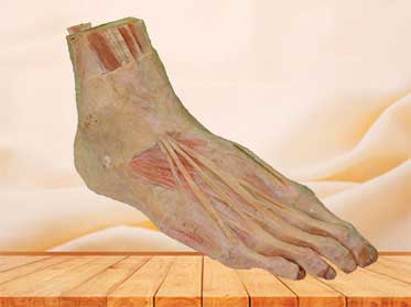 superficial muscle of foot medical specimen