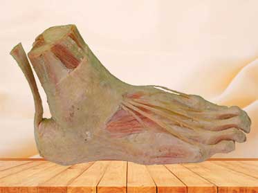 superficial muscle of foot plastinated specimen