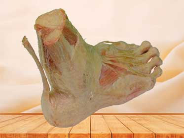 superficial muscle of foot plastination