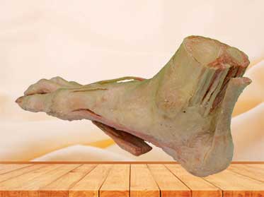 superficial muscle of foot specimen